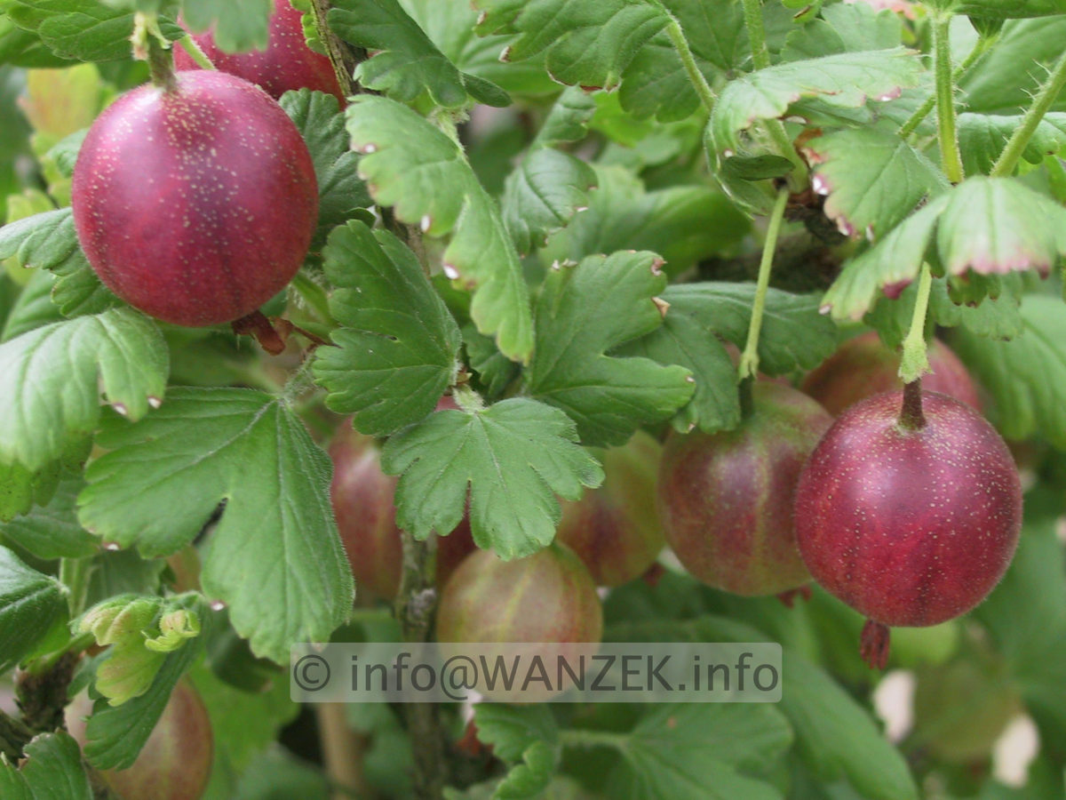 Stachelbeere Redeva 01.JPG